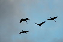 Sarus Cranes (Grus antigone) in flight formation Atherton Tablelands, Queensland, Australia