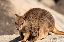 Mareeba rock-wallaby (Petrogale mareeba) mother with joey in her pouch Queensland, Australia