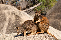 Mareeba rock-wallaby (Petrogale mareeba) mother with joey in her pouch with male wallaby grooming mother. Queensland, Australia