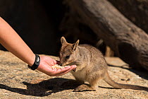 Mareeba rock-wallaby (Petrogale mareeba) baby hand fed with oats Queensland, Australia, September 2012