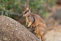 Mareeba rock-wallaby (Petrogale mareeba) mother with joey in her pouch, Queensland, Australia