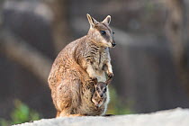 Mareeba rock-wallaby (Petrogale mareeba) mother with joey in her pouch, Queensland, Australia