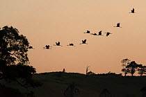 Sarus Cranes (Grus antigone) in flight formation, silhouetted at dusk, Atherton Tablelands, Queensland, Australia