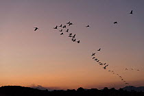 Sarus Cranes (Grus antigone) in flight formation at duks, Atherton Tablelands, Queensland, Australia