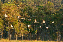 Sarus Cranes (Grus antigone) in flight, Atherton Tablelands, Queensland, Australia