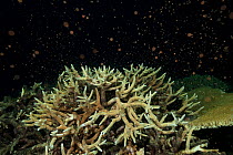 Staghorn coral (Acropora cervicornis) spawning during the annual mass coral spawning event, in November, Great Barrier Reef, Queensland, Australia