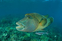 RF- Adult male Napoleon Wrasse (Cheilinus undulatus) portrait, Great Barrier Reef, Queensland, Australia. (This image may be licensed either as rights managed or royalty free.)