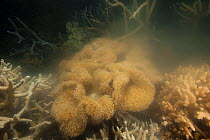 Leather coral (Sarcophyton sp.) spawning during the annual 'mass' coral spawning event, in November, Great Barrier Reef, Queensland, Australia
