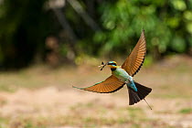 Rainbow Bee-eater (Merops ornatus) in flight with insect. Cairns, Queensland, Australia