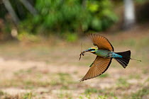 Rainbow Bee-eater (Merops ornatus) in flight with insect. Cairns, Queensland, Australia
