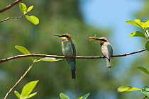 Rainbow Bee-eaters (Merops ornatus) perched on branch, Cairns, Queensland, Australia