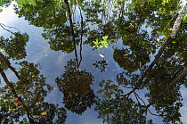 Mangrove forest reflected in water at high tide, Raja Ampat, West Papua, Indonesia