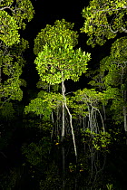 Mangrove forest canopy photographed at night, Raja Ampat, West Papua, Indonesia
