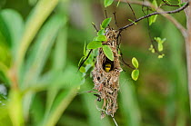 Female Olive-backed / Yellow-bellied Sunbird in her nest (Cinnyris jugularis)  Australia.