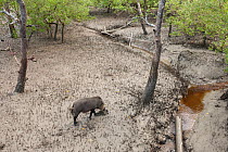 Bornean bearded pigs (Sus barbatus) foraging on Teluk Assam Beach. Bako National Park, Sarawak, Borneo, Malaysia
