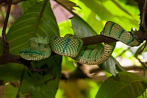 Temple pitviper (Tropidolaemus wagleri) in Bako National Park, Sarawak, Malaysian Borneo