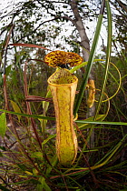 Pitcher plants (Nepenthes sp) Bako National Park, Sarawak, Malaysian Borneo