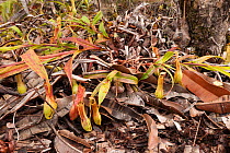 Pitcher plants (Nepenthes sp) Bako National Park, Sarawak, Malaysian Borneo
