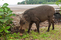 Bornean bearded pigs (Sus barbatus) foraging on Teluk Assam Beach. Bako National Park, Sarawak, Borneo, Malaysia