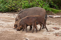 Bornean bearded pigs (Sus barbatus) mother and young, foraging on Teluk Assam Beach. Bako National Park, Sarawak, Borneo, Malaysia