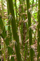 Rattan plant spines in the forest. Bako National Park, Sarawak, Malaysian Borneo.