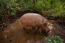 Bornean bearded pigs (Sus barbatus) foraging, Bako National Park, Sarawak, Borneo, Malaysia