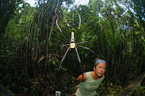 Woman watching orb weaver spider (Araneidae) on it's webs, Bako National Park, Sarawak, Malaysian Borneo, March 2012. Model released.