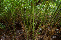 Rattan plants in the forest. Bako National Park, Sarawak, Malaysian Borneo