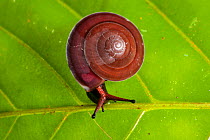 Land snail on a leaf in the forest, Bako National Park, Sarawak, Borneo