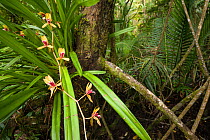 Wild orchids of Sarawak, Bako National Park, Sarawak, Malaysian Borneo