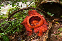 Rafflesia flower (Rafflesia tuan-mudae) parasite on Tetrastigma vine. Sarawak, Borneo