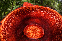 Rafflesia flower (Rafflesia tuan-mudae) parasite on Tetrastigma vine. Sarawak, Borneo