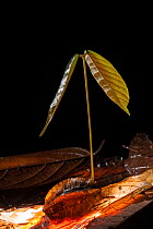 Forest seedling growing in the Bornean forest. Gunung Gading National Park, Sarawak, Malaysian Borneo