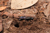 Scoliid wasp (Scoliidae) by burrow, Tanjung Puting National Park, Borneo, Central Kalimantan, Indonesia