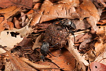 Scarab beetles (Scarabaeidae) rolling ball of dung, Tanjung Puting National Park, Borneo, Central Kalimantan, Indonesia