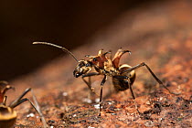 Ant (Polyrhachis ypsilon) missing an antennae, a monomorphic ant with a brilliant golden sheen and very pronounced curving hooked spines, Tanjung Puting National Park, Borneo, Central Kalimantan, Indo...