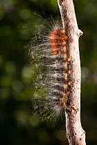 Furry caterpillar crawling up a twig. Tanjung Puting National Park, Borneo, Central Kalimantan, Indonesia