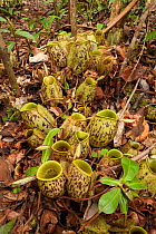 Pitcher plants (Nepenthes sp) on the ground of a Bornean forest in Kalimantan, Indonesian Borneo