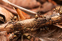 Ant (Polyrhachis ypsilon) group on branch, a monomorphic ant with a brilliant golden sheen and very pronounced curving hooked spines, Tanjung Puting National Park, Borneo, Central Kalimantan, Indonesi...