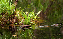 Monitor lizard (Varanus sp.) swimming in a Kalimantan river branch of the Sekonyer River in Tanjung Puting National Park, Indonesia
