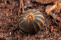 Pill bug (Armadillidium sp) rolled into ball, on forest floor, Tanjung Puting National Park, Borneo, Central Kalimantan, Indonesia