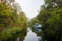 Tourist river boat along black clear tanning peat swamp waters of a Kalimantan river branch of the Sekonyer River, Tanjung Puting National Park, Indonesia, March