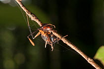 Dead ant (Formicidae sp) infected by  Ophiocordyceps fungus. Tanjung Puting National Park, Borneo, Central Kalimantan, Indonesia