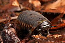 Pill bug (Armadillidium sp) on forest floor, Tanjung Puting National Park, Borneo, Central Kalimantan, Indonesia