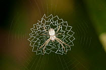 White spider (Araneidae) on web with zig-zag stabilmentum, Tanjung Puting National Park, Borneo, Central Kalimantan, Indonesia