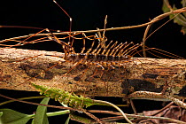 Giant house centipede / long legged centipede(Scutigeridae) Tanjung Puting National Park, Borneo, Central Kalimantan, Indonesia