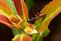 Ant herding aphids, Tanjung Puting National Park, Borneo, Central Kalimantan, Indonesia