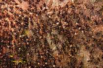 Termites (Isoptera) Tanjung Puting National Park, Borneo, Central Kalimantan, Indonesia