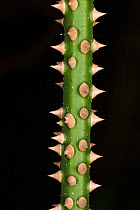 Thorny stem of a rattan palm (Calameae) in the forest. Tangkoko National Park, North Sulawesi, Indonesia