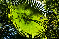 Fan palms illuminated by sunlight, Tangkoko National Park, North Sulawesi, Indonesia
